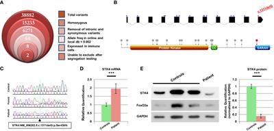 A unique STK4 mutation truncating only the C-terminal SARAH domain results in a mild clinical phenotype despite severe T cell lymphopenia: Case report